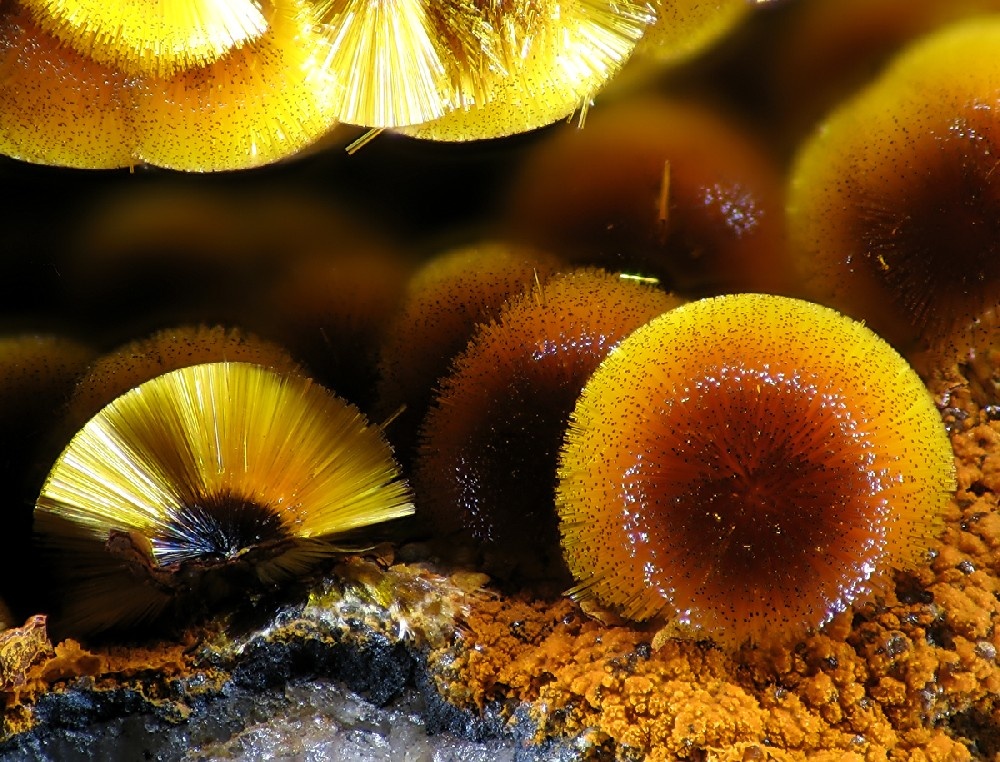 Cacoxenite Specimen picture
