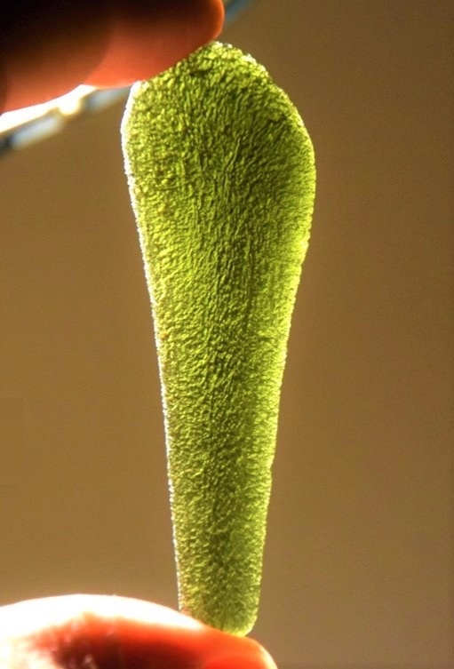 Moldavite Specimen picture