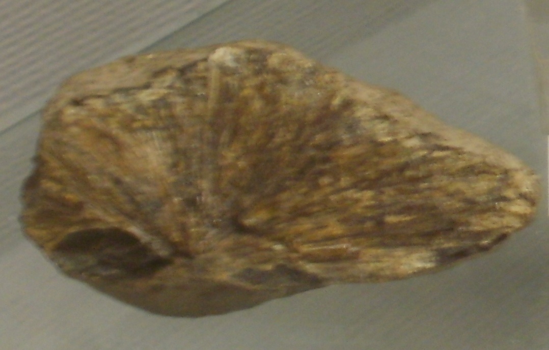 Satterlyite Specimen picture