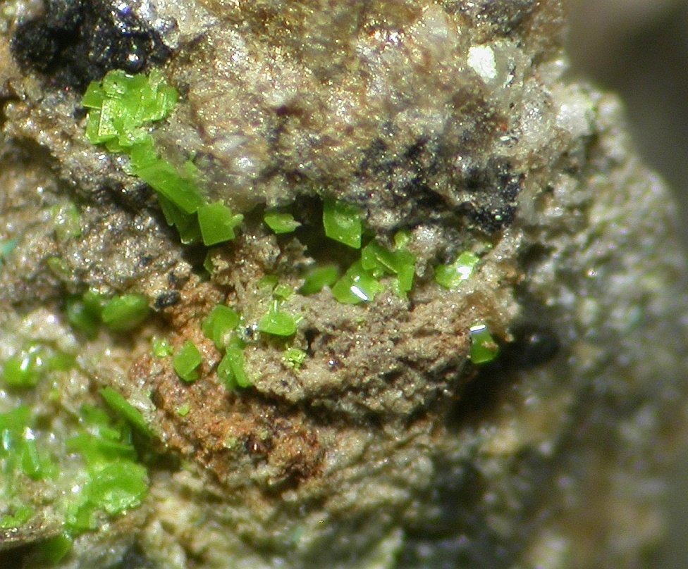 Sengierite Specimen picture
