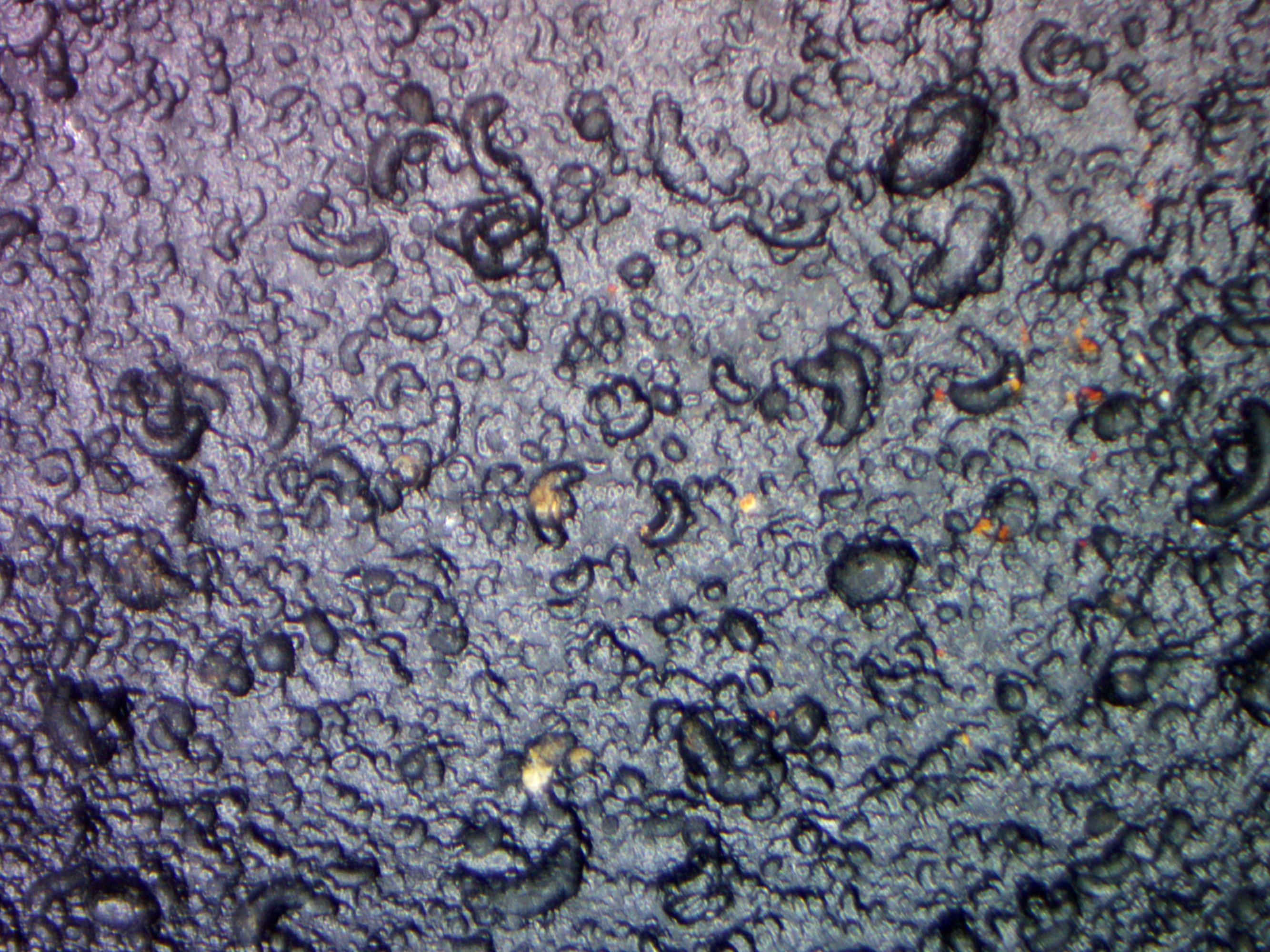 Tektites Specimen picture