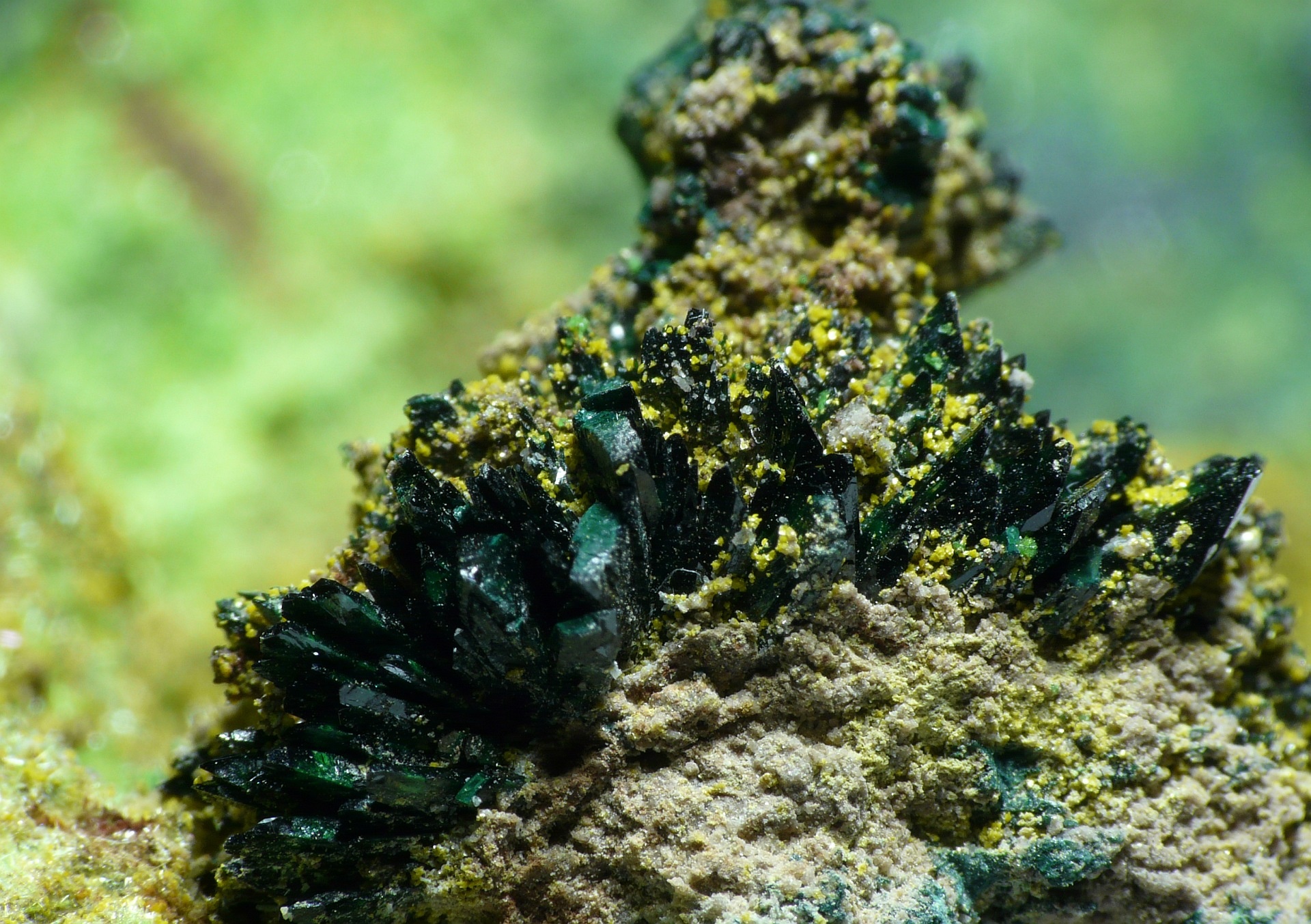 Vandenbrandeite Specimen picture