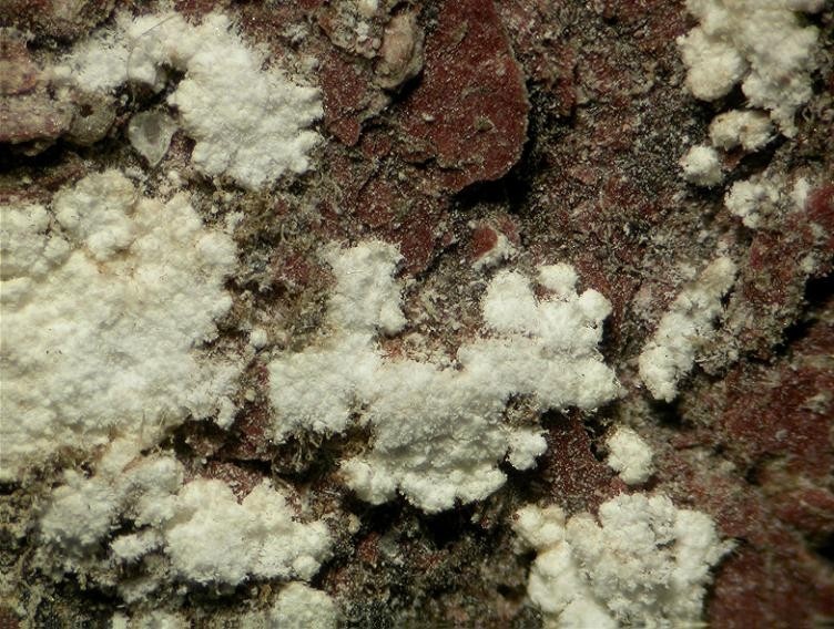 Weddellite Specimen picture